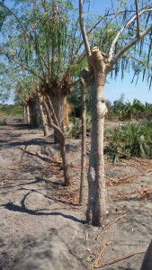 example-mulinga-trees-as-a-fence-img-20160901-wa0000